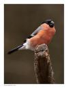 Bullfinch